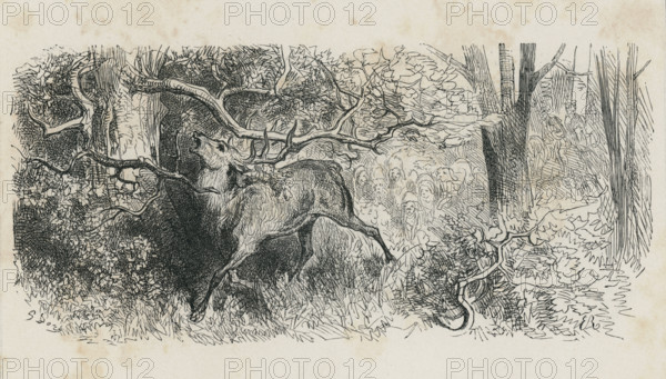 Fable of La Fontaine 'The Stag at the Pool'