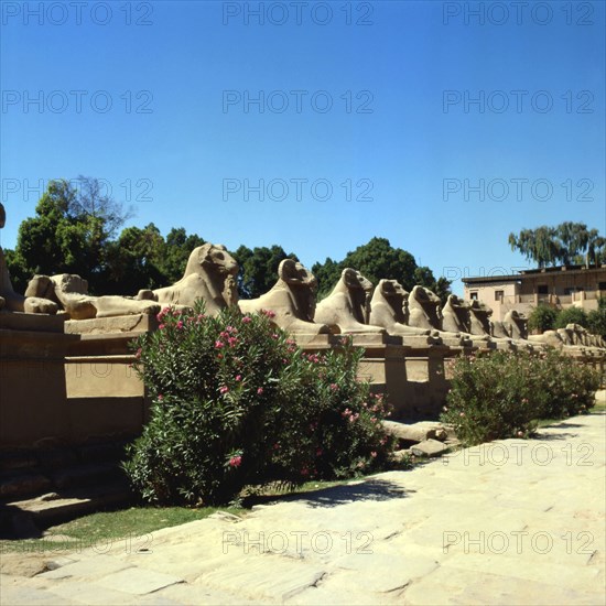 Karnak, Temple d’Amon-Rê,  allée processionnelle  de sphinx