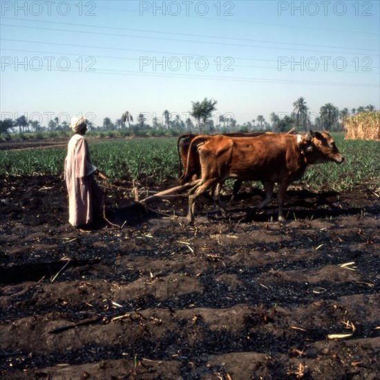 Plowing with two bovids