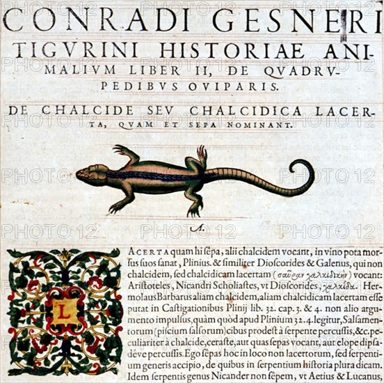 Gesner, Manuscript "Historiae animalium", book II : "Quadrupedipus oviparis"