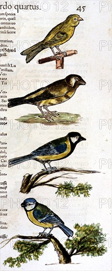 Original Drawings of ornithology