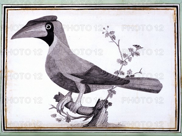 Manuscrit de Mathurin Jacques Brisson, "desseins originaux de l'ornitologie ou Méthode contenant la division des Oiseaux en ordres, sections, espèces et leurs variétés