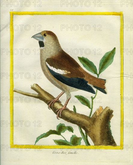 Female Hawfinch