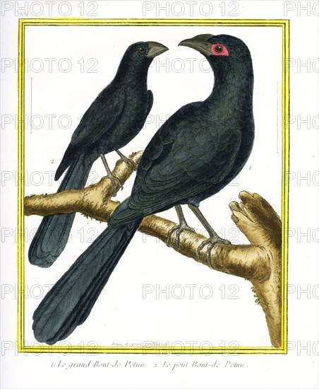The Large Smooth Billed Ani and the Small Smooth Billed Ani