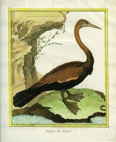 Anhinga du Sénégal