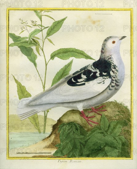 Pigeon Romain