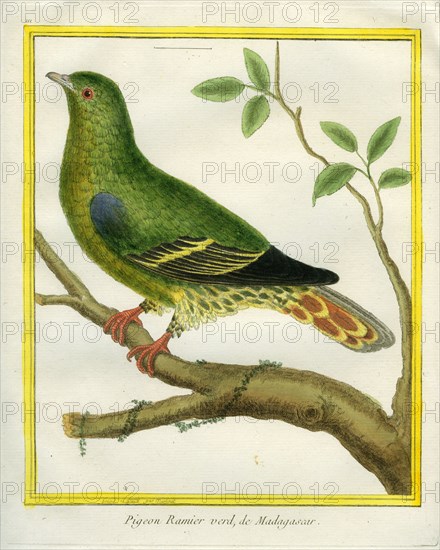 Pigeon Ramier vert de Madagascar