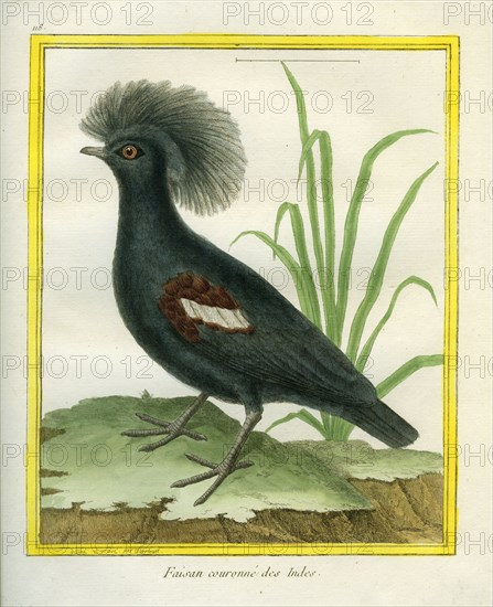 Western Crowned Pigeon