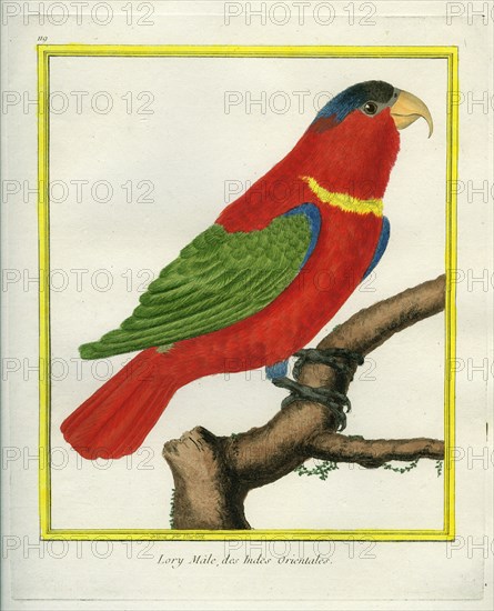 East Indian Lorikeet, Male