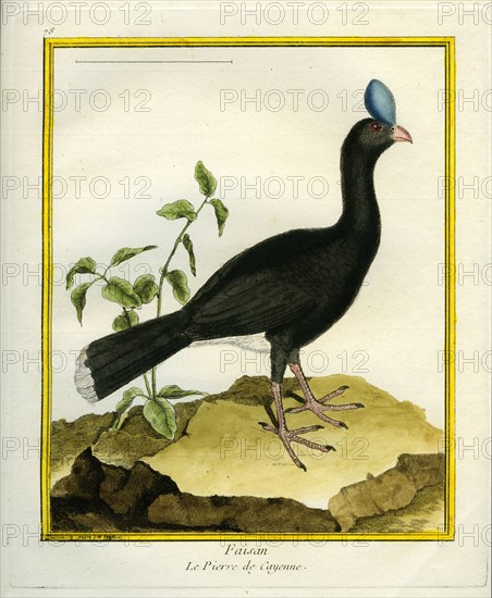 Faisan Le Pierre de Cayenne