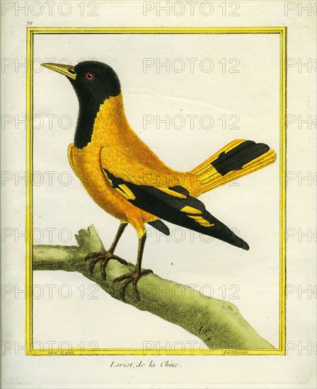 Chinese Oriole