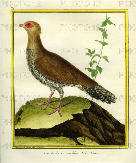Female White Eared Pheasant