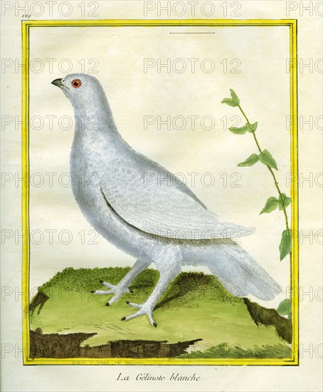 White Grouse