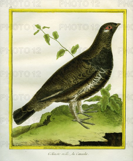 Male Ruffed Grouse