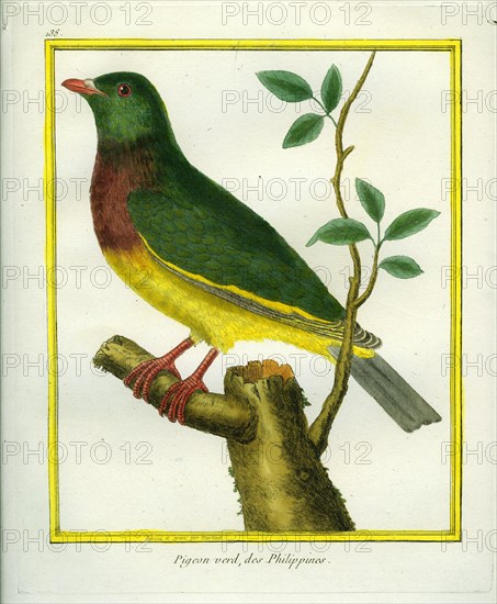 Pompadour Green Pigeon