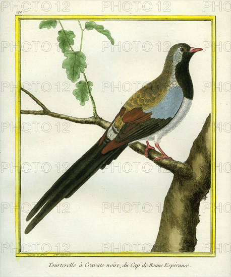 Long-Tailed Dove
