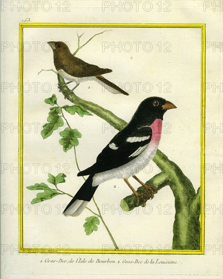Grosbeak Weaver and Rose breasted Grosbeak