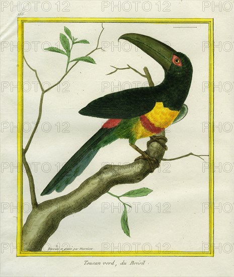Green-billed Toucan