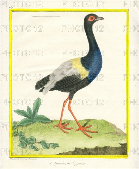 Grey-winged Trumpeter