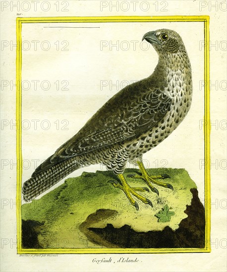 Gyrfalcon
