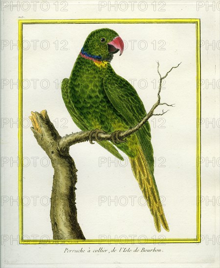 Emerald-collared Parakeet