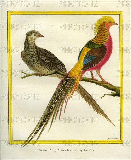 Golden Pheasant