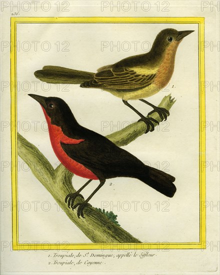 Baltimore Oriole and Red-breasted Blackbird