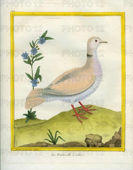 Eurasian Collared Dove