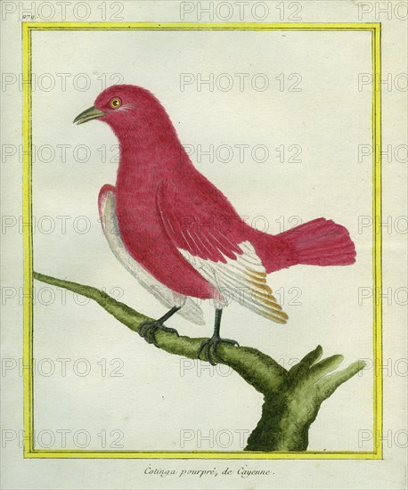 Cotinga pourpré de Cayenne