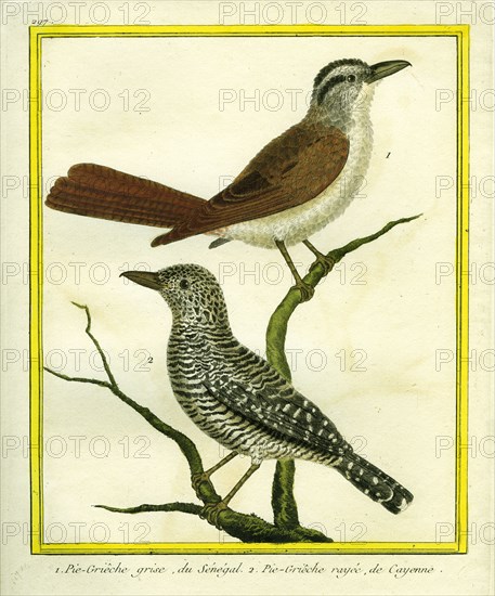 Southern Grey Shrike and Red-backed Shrike