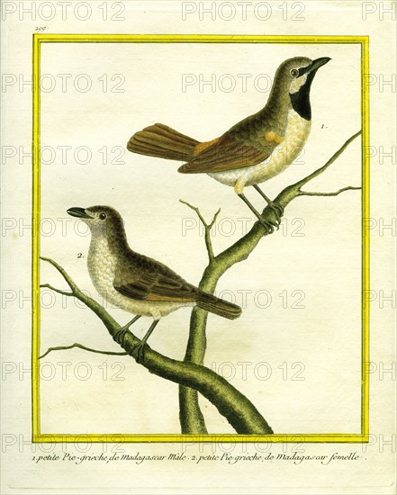 Male and Female Madagascar Cuckooshrike