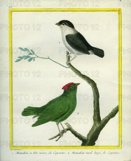 White-bearded Manakin and Blue-backed Manakin