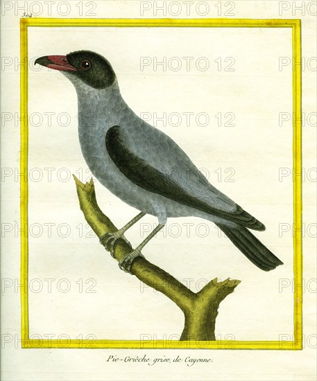 Grey Shrike-thrush