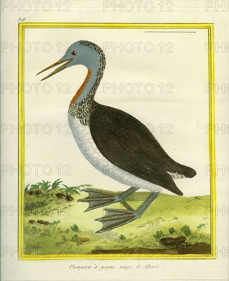 Red-throated Diver