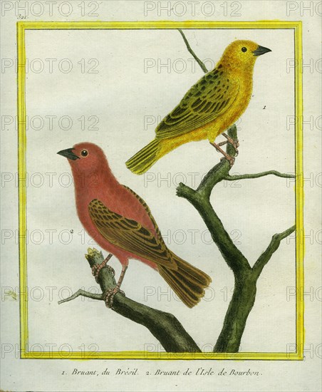 Bruant du Brésil et Bruant de l'île de Bourbon