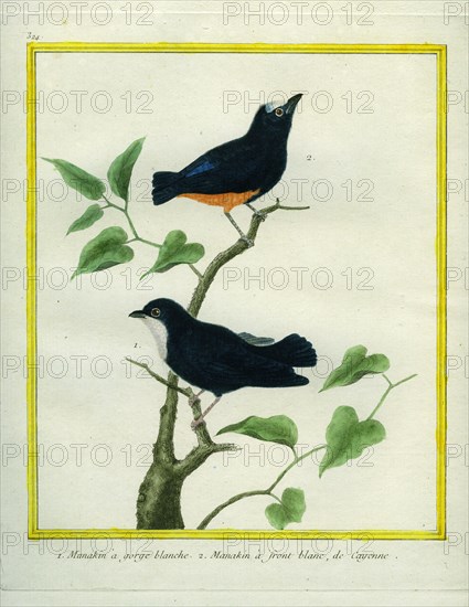 White-throated Manakin and White-fronted Manakin