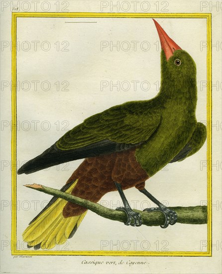 Green Oropendola