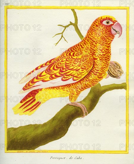 Cuban Parrot