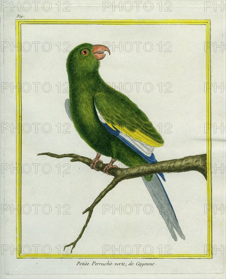 Green Parakeet