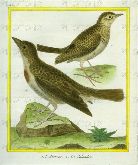 Lark and Sky Lark