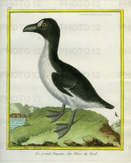 Le grand Pingouin des mers du Nord