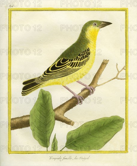 Female African Golden Oriole