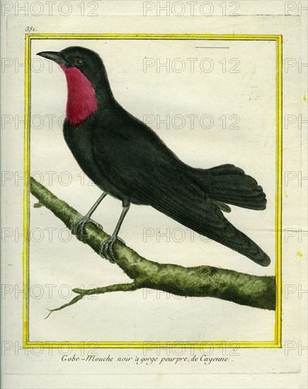 Purple-throated Fruitcrow