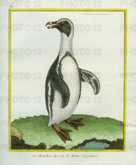 African Penguin