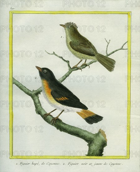 Crested Oriole and Yellow-tailed Oriole