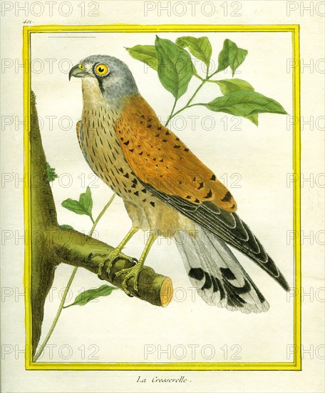 Kestrel