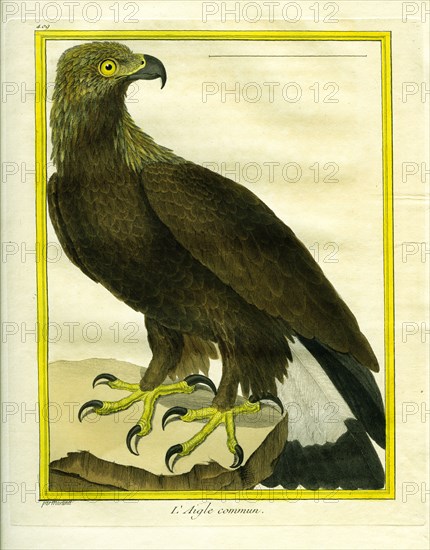 White-tailed Eagle