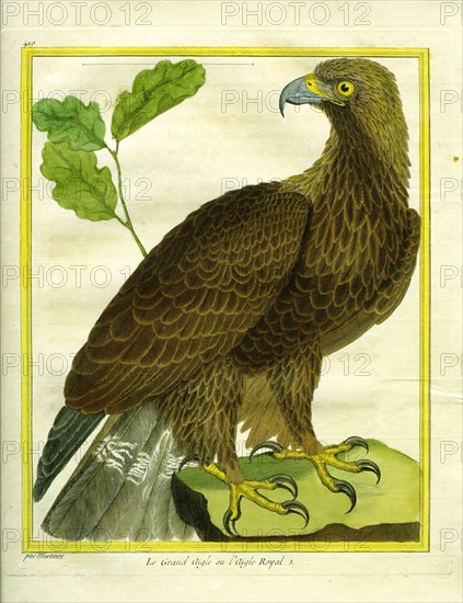 Le Grand Aigle ou l'Aigle Royal