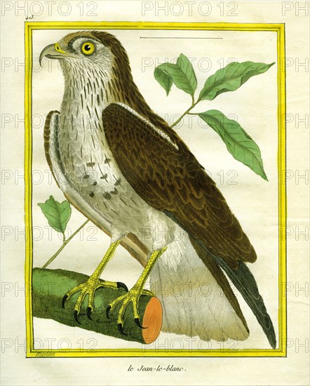 Short-toed Snake Eagle