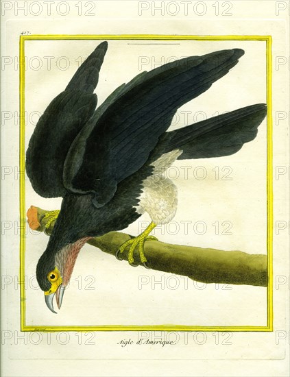 L'Aigle d'Amérique